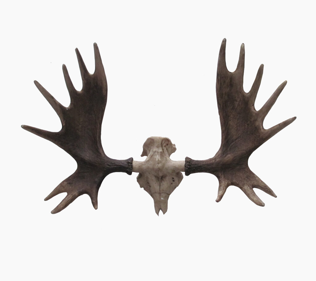 87253 Figura para pared de resina cráneo Venado
